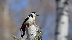 Dendrocopos major