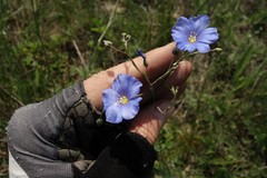Linum perenne