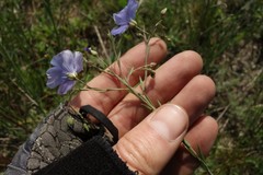Linum perenne