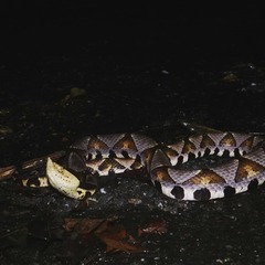 Deinagkistrodon acutus