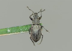 Phyllobius pyri