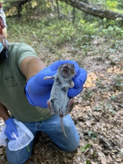 Peromyscus gossypinus