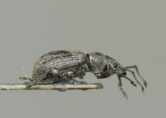 Phyllobius pyri