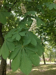 Aesculus hippocastanum