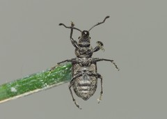 Phyllobius pyri