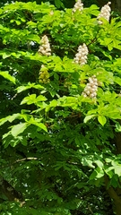 Aesculus hippocastanum