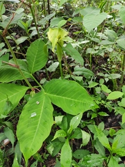 Arisaema bockii