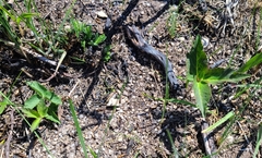 Anemonoides trifolia