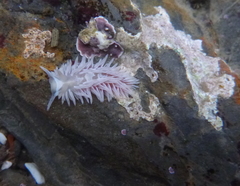 Aeolidia