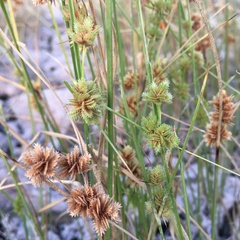 Cyperus acuminatus
