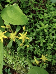 Sedum bulbiferum