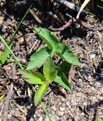 Anemonoides trifolia
