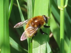 Merodon equestris