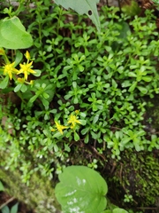 Sedum bulbiferum