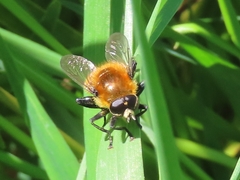 Merodon equestris