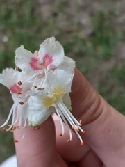 Aesculus hippocastanum