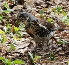 Turdus pilaris
