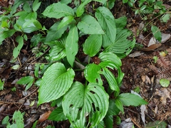 Hosta plantaginea