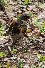 Turdus pilaris