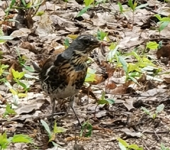 Turdus pilaris