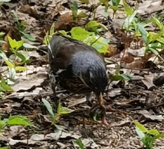 Turdus pilaris