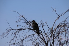 Corvus corax principalis