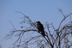 Corvus corax principalis