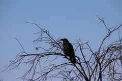 Corvus corax principalis