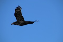Corvus corax principalis