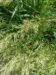 Poa bulbosa vivipara
