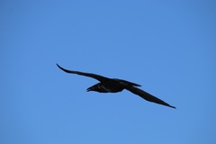 Corvus corax principalis