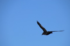 Corvus corax principalis