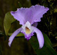 Cattleya