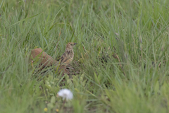 Cisticola ayresii