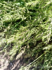 Poa bulbosa vivipara