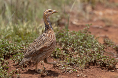 Scleroptila levaillantii