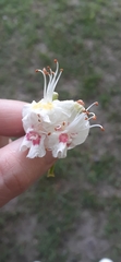 Magnoliopsida