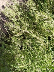 Poa bulbosa vivipara