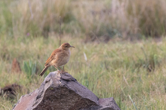 Certhilauda semitorquata