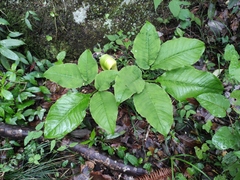 Arisaema bockii