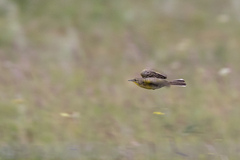 Hemimacronyx chloris