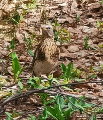 Turdus pilaris