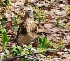 Turdus pilaris