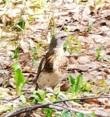 Turdus pilaris
