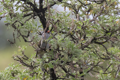 Sylvia nigricapillus