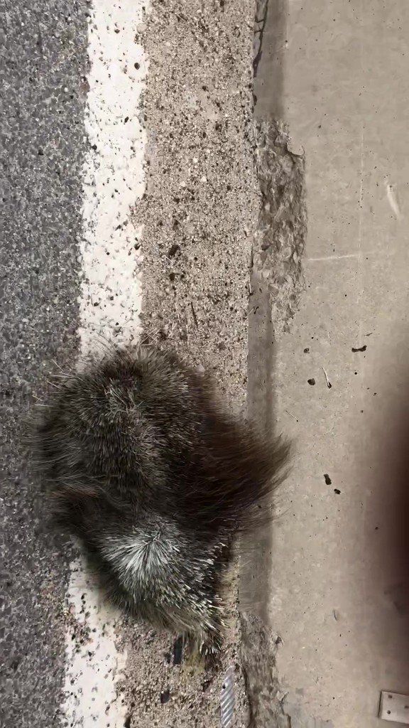 North American Porcupine from Cedar Park, TX, USA on June 3, 2018 at 0414 PM by Mike Farley
