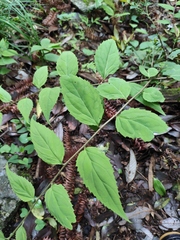 Veronicastrum stenostachyum