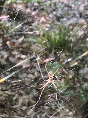 Trichonephila clavipes image