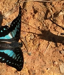 Graphium doson evemonides