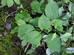 Davidia involucrata